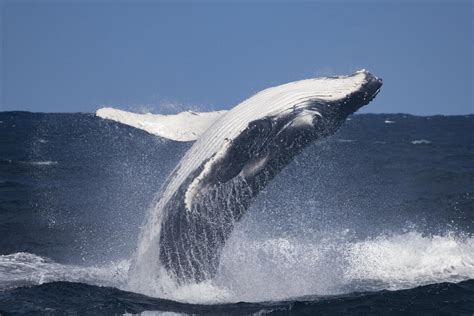 zizi baleine bleue|Baleine bleue — Wikipédia